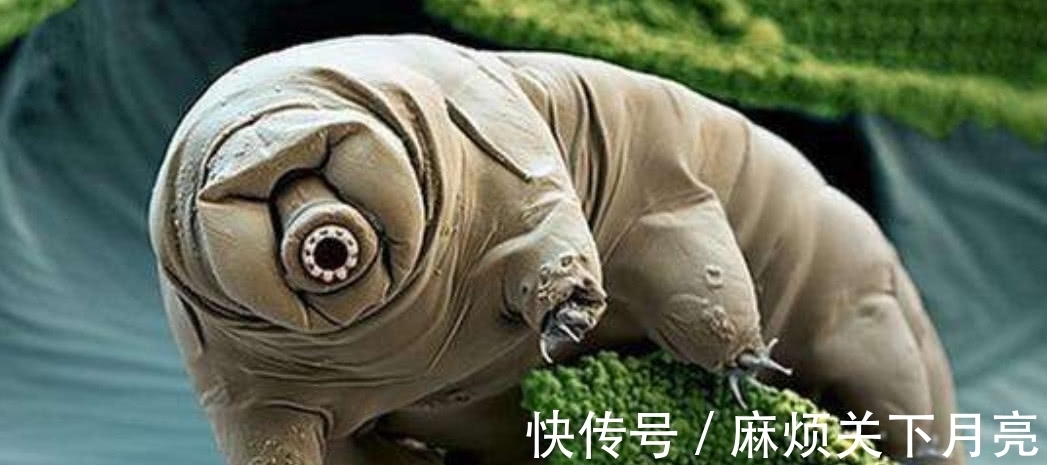 真相|曾是地球上最强的生物，如今为何却毁于南极地底？科学家道出真相