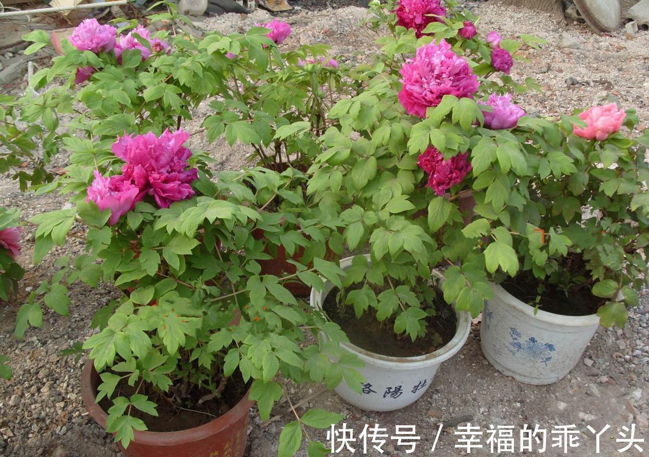 冬季养君子兰、牡丹该注意什么？注意把握细节，它们好看又好活