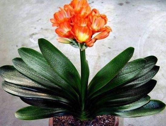 如何让君子兰花期更长，掌握6点小妙招，叶绿花旺，花期翻倍