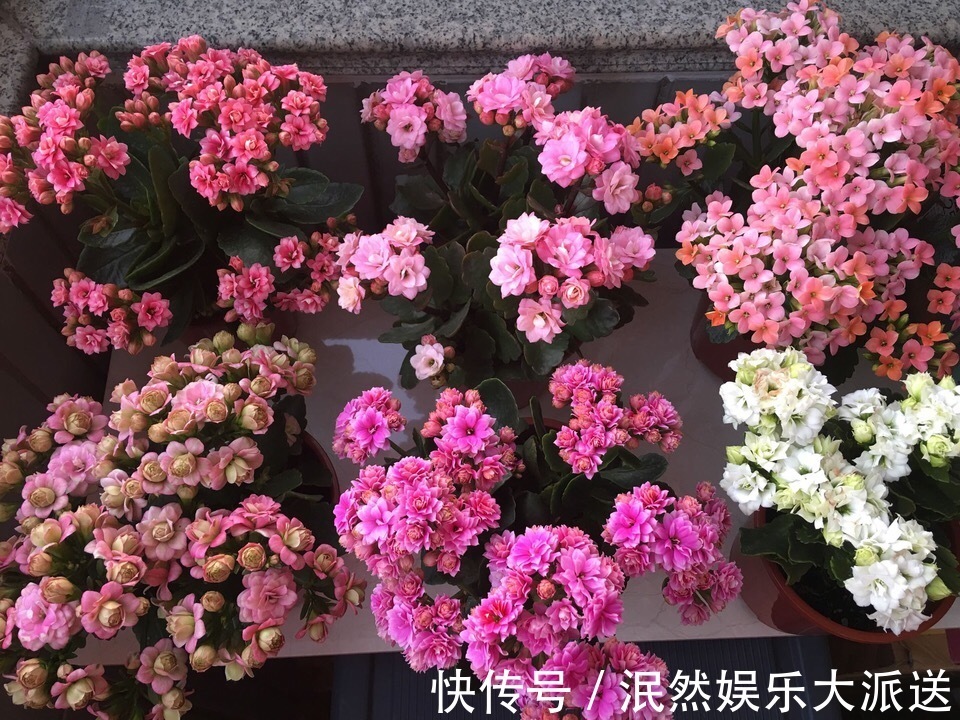 让长寿花、天竺葵花朵开爆盆记住1个“时间表”,跟着学就行了