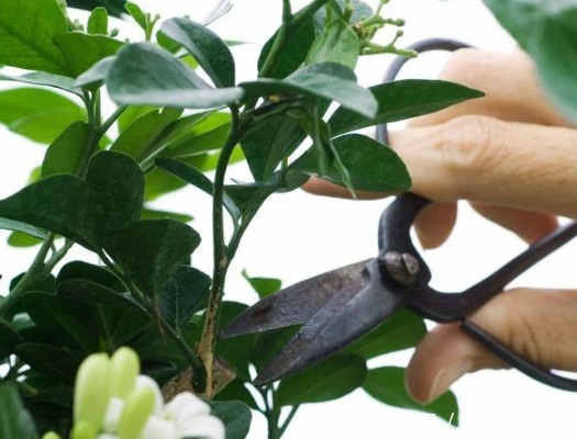 施肥|茉莉花,这样子养,想不开花都难!