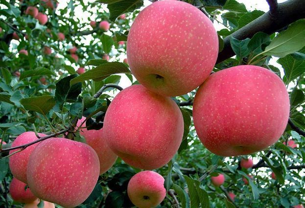 吃法|苹果“最佳”的2种吃法，促进肠胃蠕动排宿便，为健康吃起来