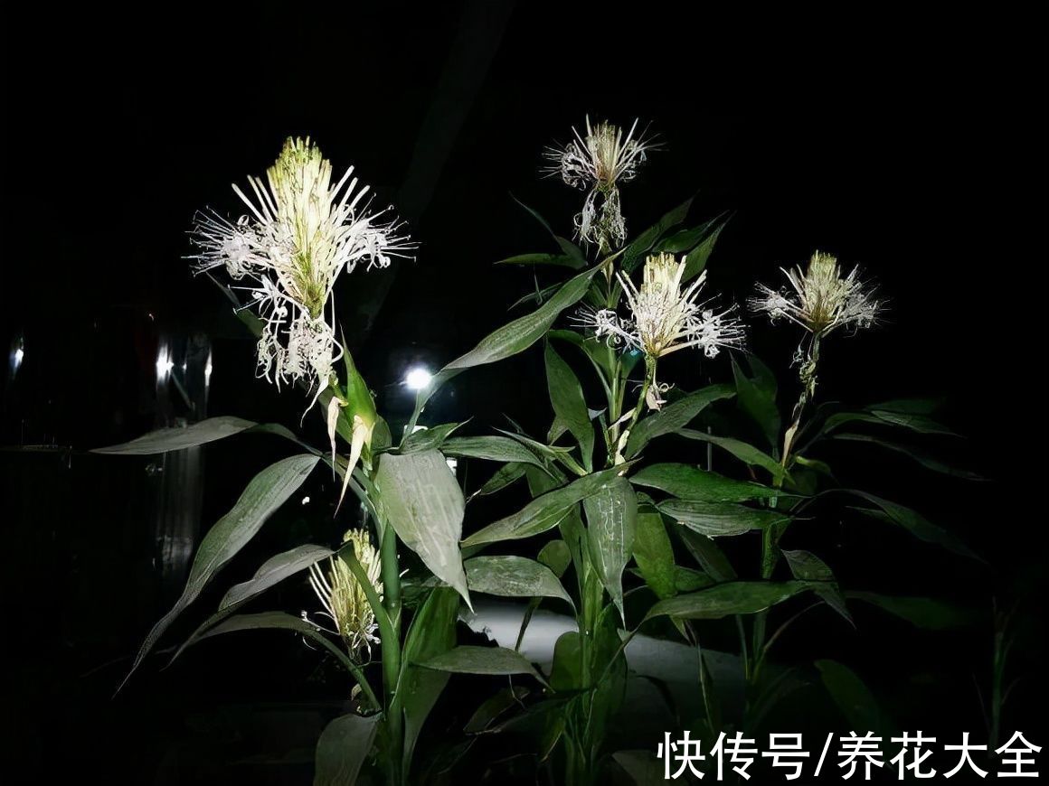 铁树|老人常说，6种吉祥花，轻易不开花，开花据说有好运