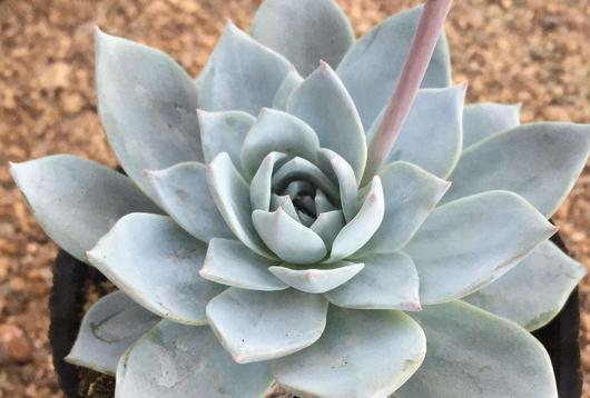 合适多肉新手种植的9种肉肉,新手的福音,最好养的肉肉