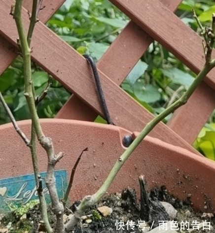 月季半死不活的吗,整顿的机会到了