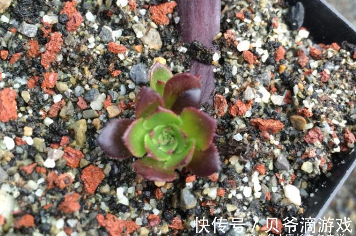 成功率|法师多肉可以叶插,只是成功率“感人”,成活之后还不能过早上盆