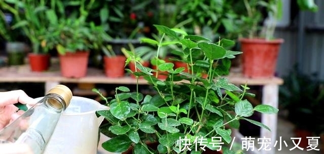 花市|花市上的茉莉“满头花苞”,花香浓,原来是“这样”养出来的