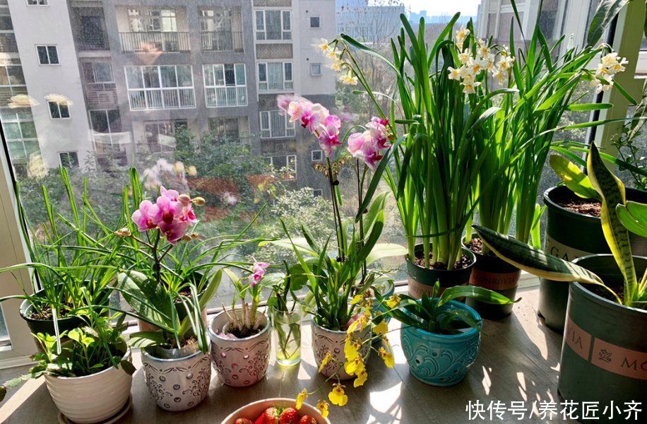 家庭养花分4类，根据各自“特性”，掌握配土技巧，才能不烂根
