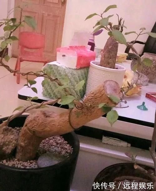 5种粉末效果惊人,老花匠都爱用,撒盆里不黄叶,狂开花!