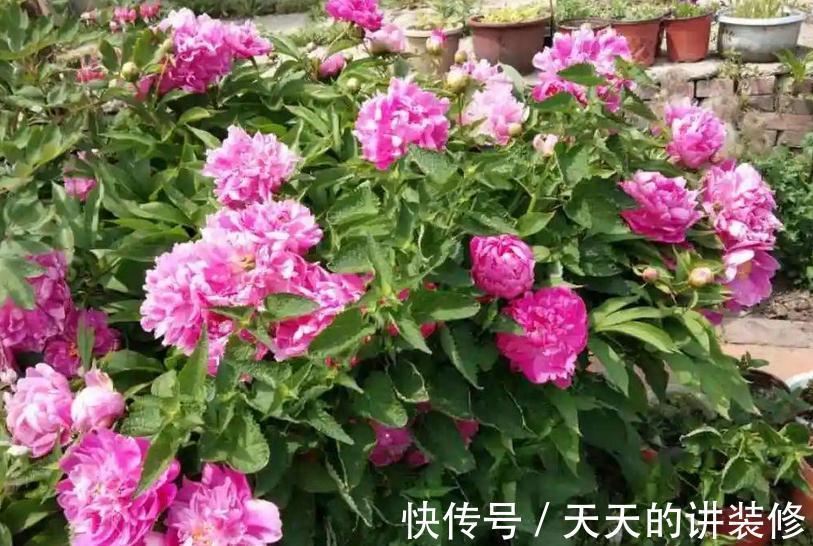 芍药盆栽该做好哪些事情?