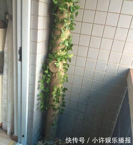 主卧室|老婆花200块在阳台包了根管道,一条破旧的麻袋,却成就了风景角