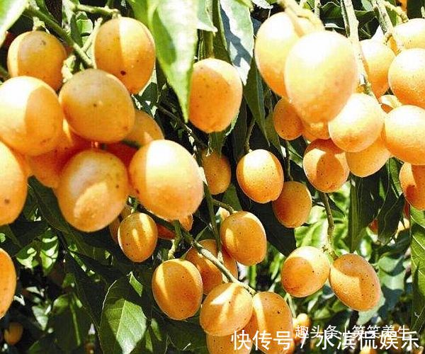 荔枝|民间素有“果中之宝”的水果,看似像荔枝,却功效强的不得了!