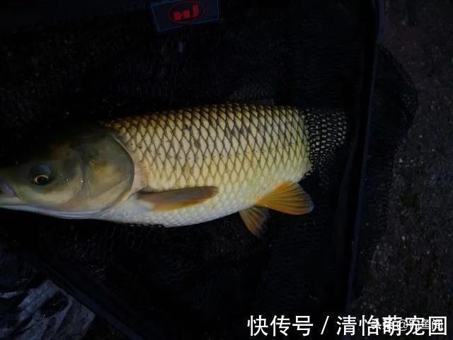 钓位好不好就看这3点,一条都不符合可别下杆,免得浪费窝料?