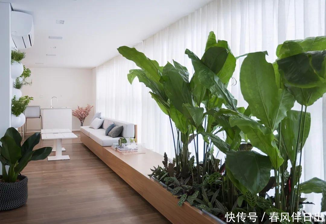 过上悠哉的小日子,不一定非要院子,有个阳台,一样可以养花种菜