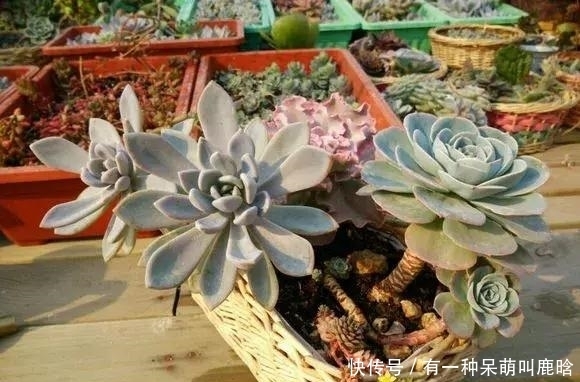 邻居捡破烂养花,全家都反对,栽上花后都笑了!