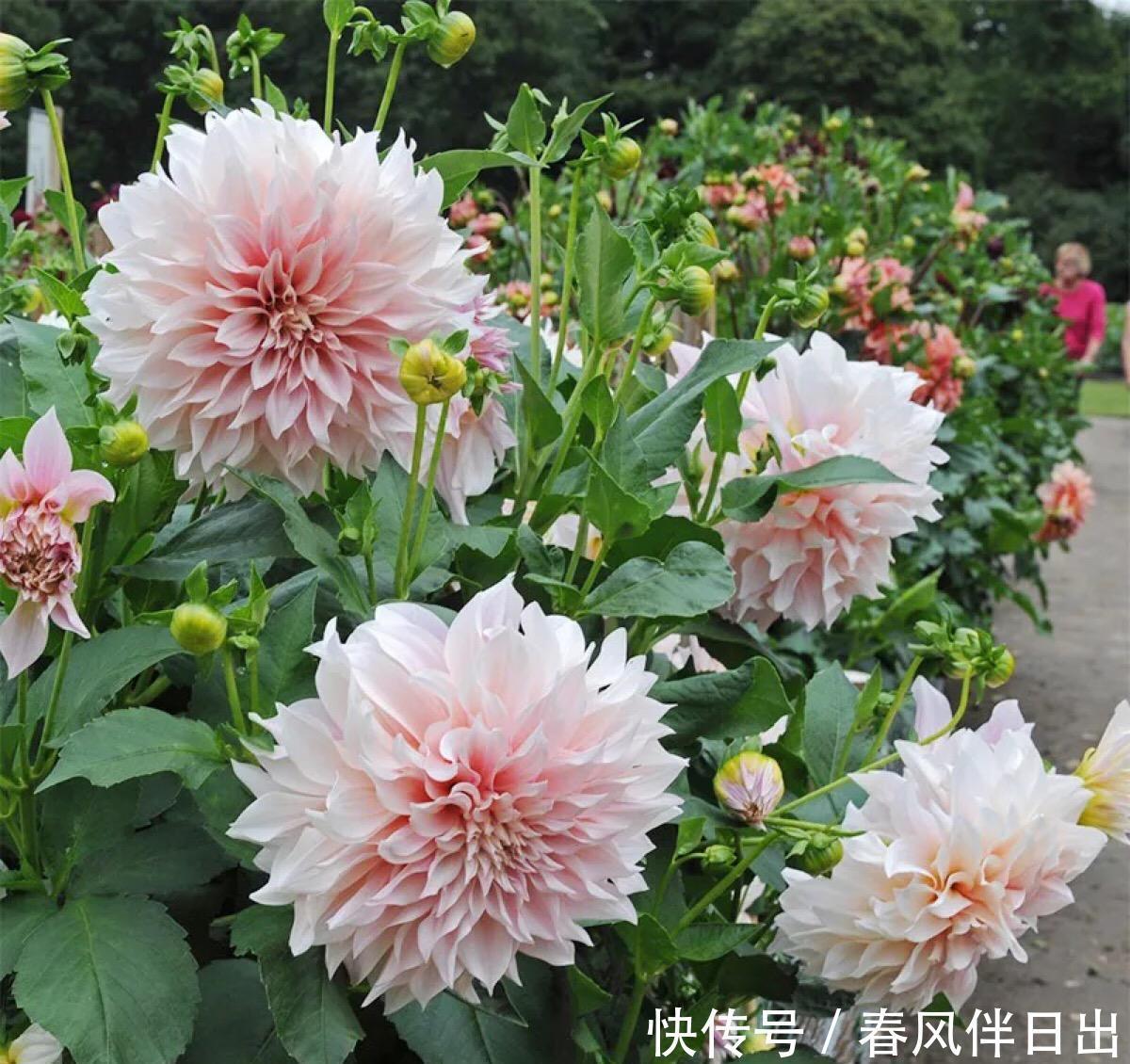 连开半年的花,花朵大姿态美,这个优质品种你养过吗?