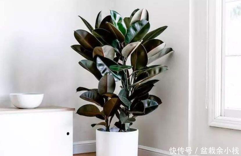 想在客厅养花就选这“5种”,它们好看又好养,一月浇一次水就行