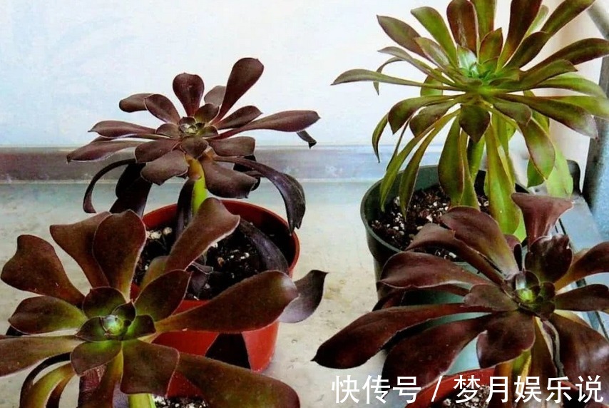 法师|夏季养殖多肉法师,多注意这3点,植株长得壮实,更易出状态