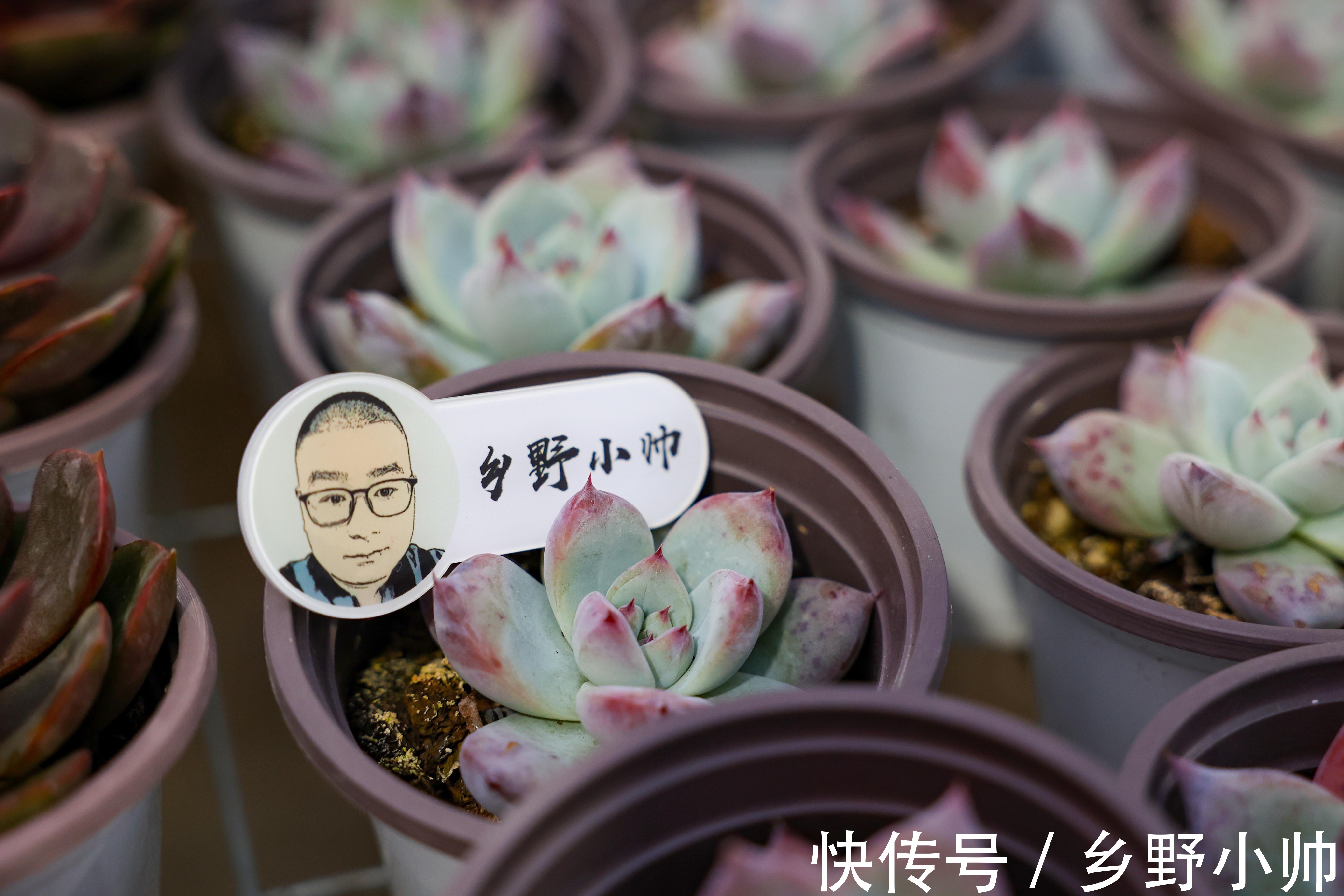 秋季不断更,小帅介绍两款高颜值多肉,惊喜多多