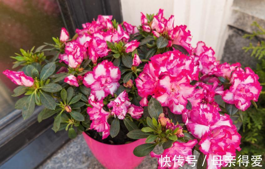 家庭养花:聪明人就爱趁天冷多囤这3样肥!