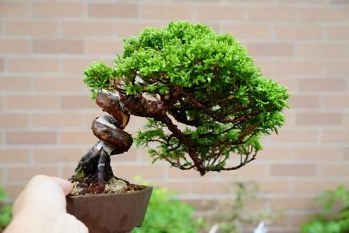 想要养好系鱼川真柏盆景，就要先了解它的生长习性，做好日常养护