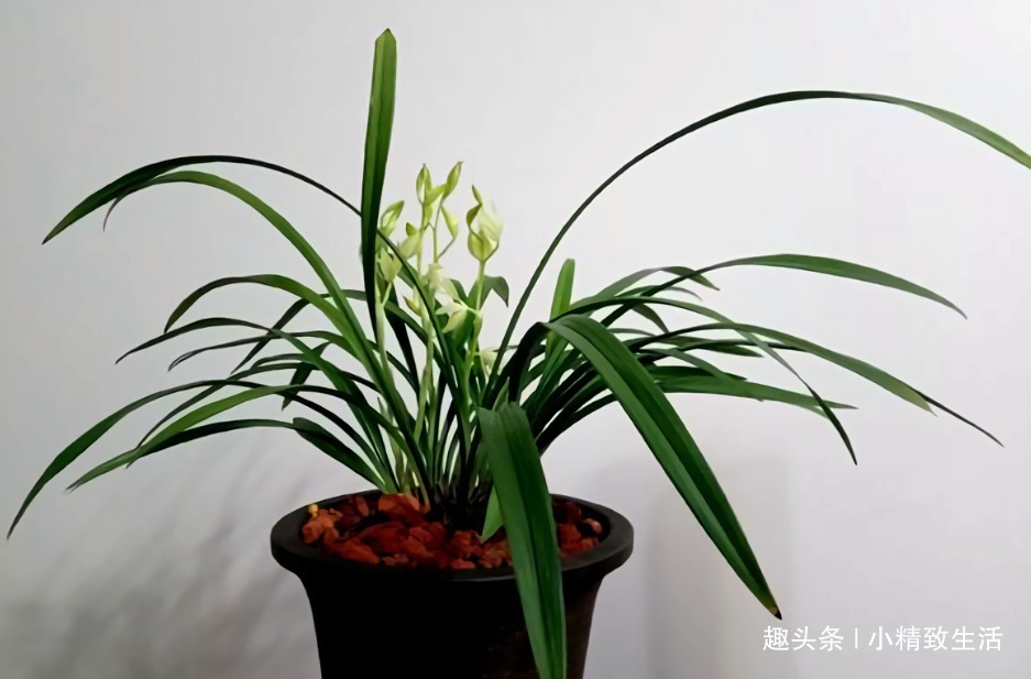 新手养兰花,4个误区别犯,不然好心办坏事,等着收空盆