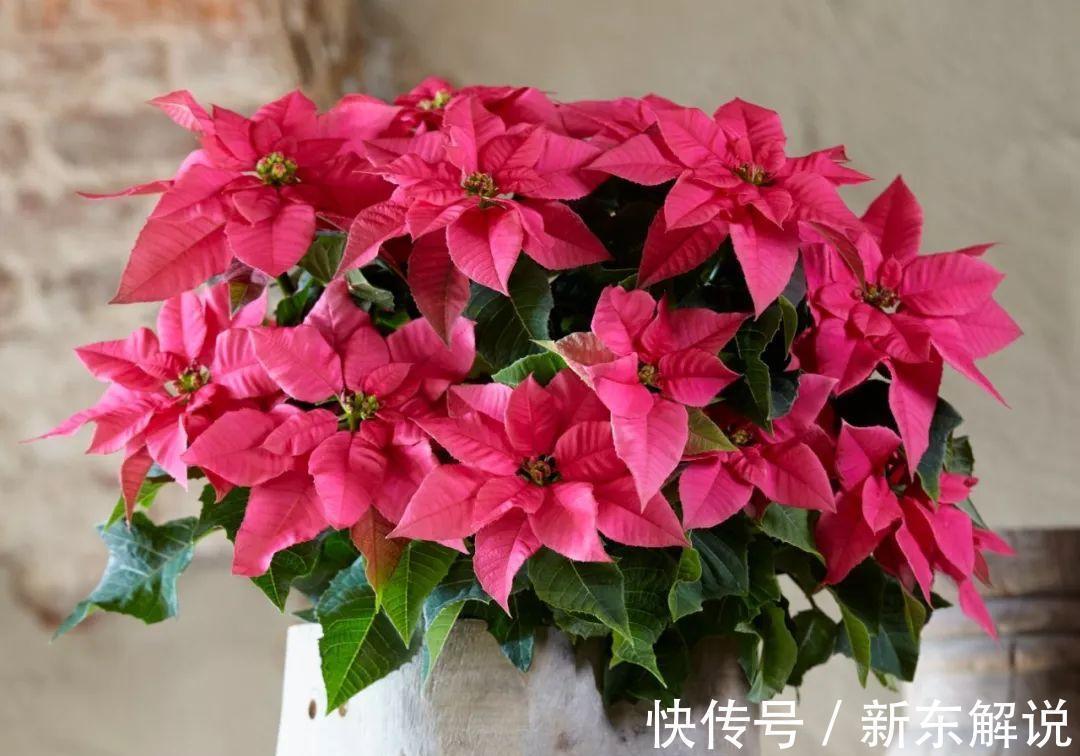 5种“毒花卉”,再漂亮也没用,家有孩子慎养,赶快丢到外面去