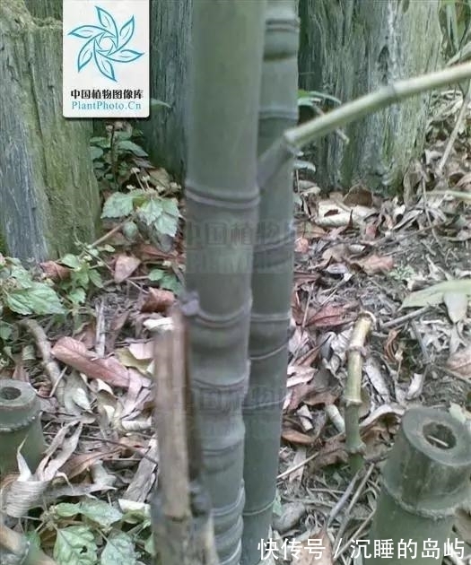 桂竹|26种 · 竹子大全