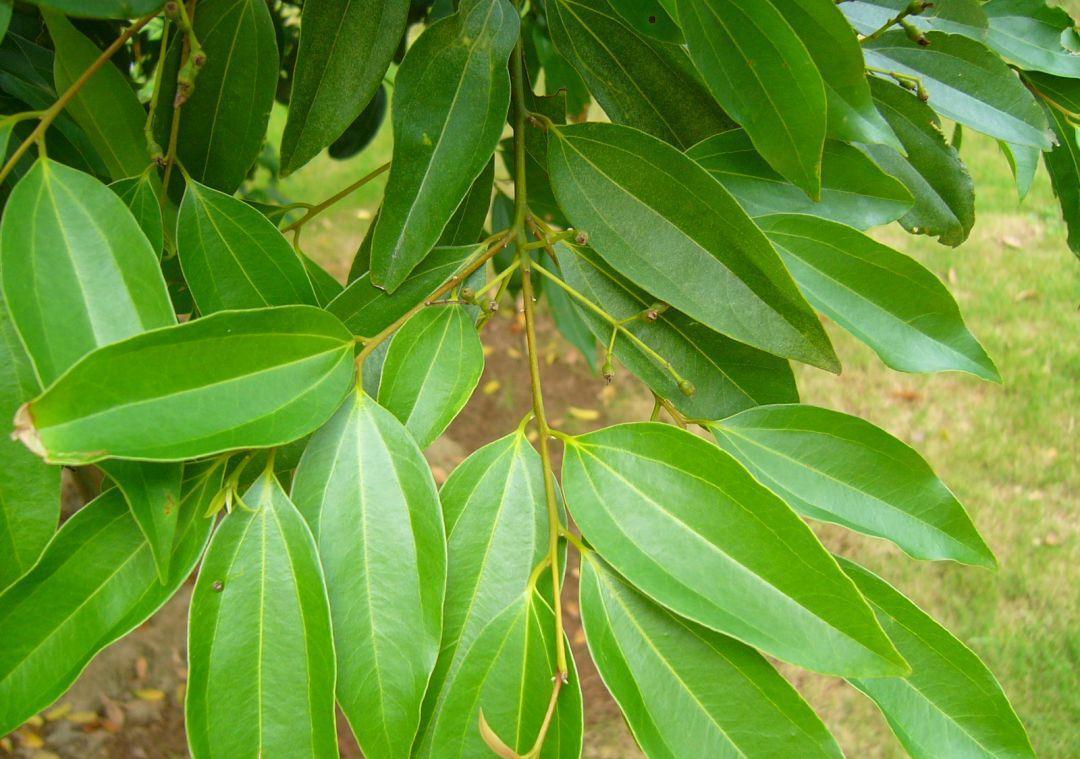 肉桂是什么树的树皮，它是一种什么样的植物？