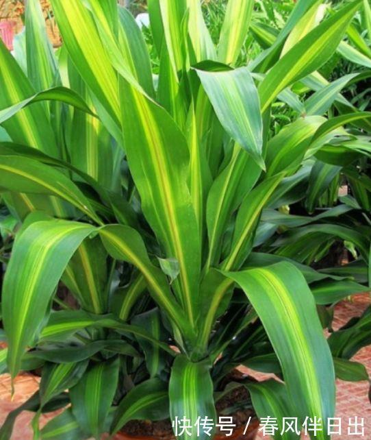 此款花卉,好养易爆盆,花叶俱美,养盆放阳台美极了