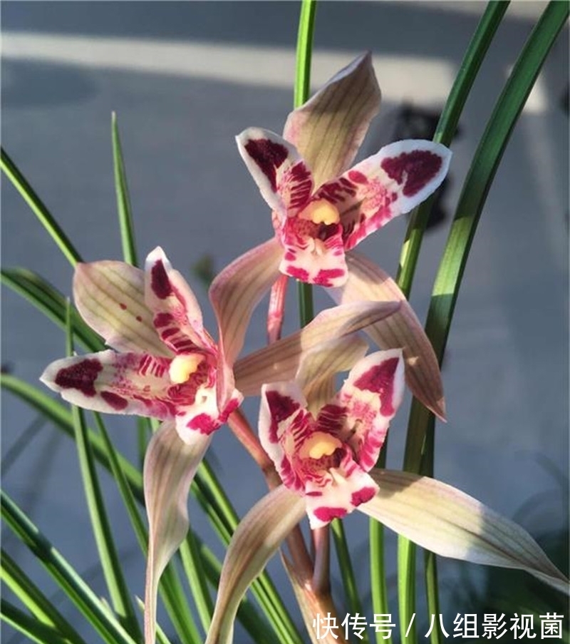 这款兰花真奇特，被誉为云南“仙草”，高雅有格调，很多人没见过