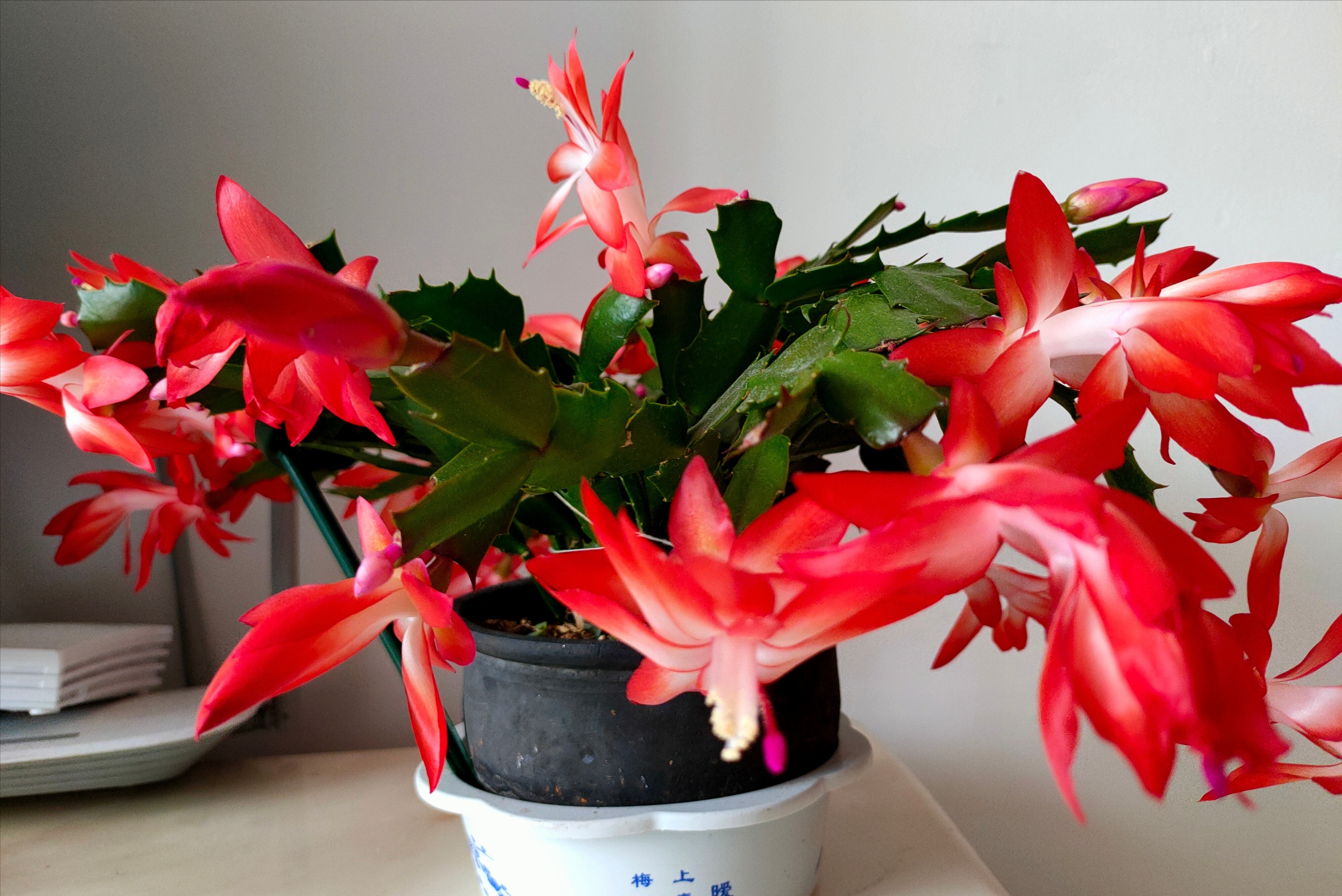 蟹爪兰不长花苞、开花少?教你简单“4步骤”,20天长出花苞来