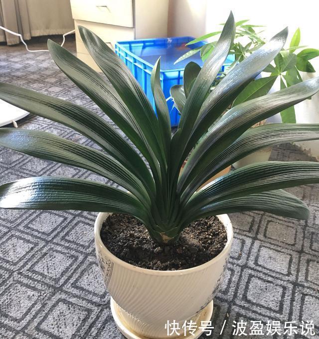 三角梅|君子兰长成“丑八怪”,就是叶子不听话,这几点一定要做好