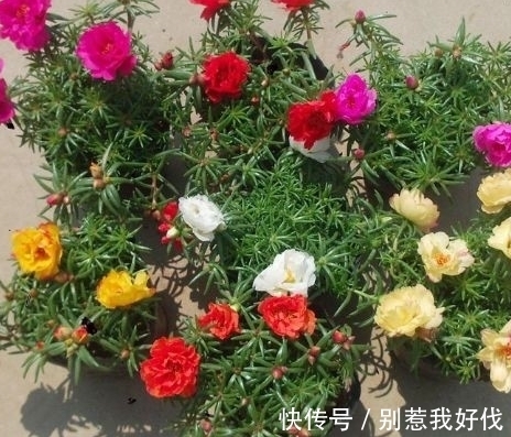 全民公认,天热值得入手的8种花,粗放管理开花贼漂亮