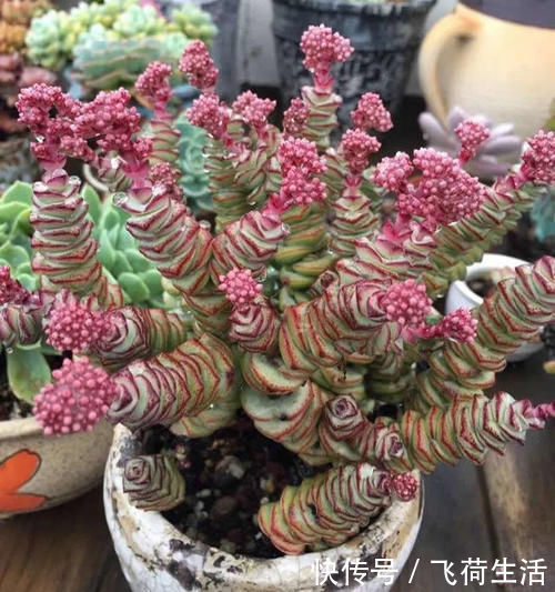 多肉|养3年的钱串“开花”了，粉嘟嘟很漂亮，不过观赏后就剪掉吧