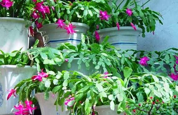 生活中有3种“黑东西”，都是养蟹爪兰的“好宝贝”，养1盆爆1盆