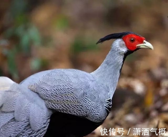 白鹇|白鹇鸡!太美了!