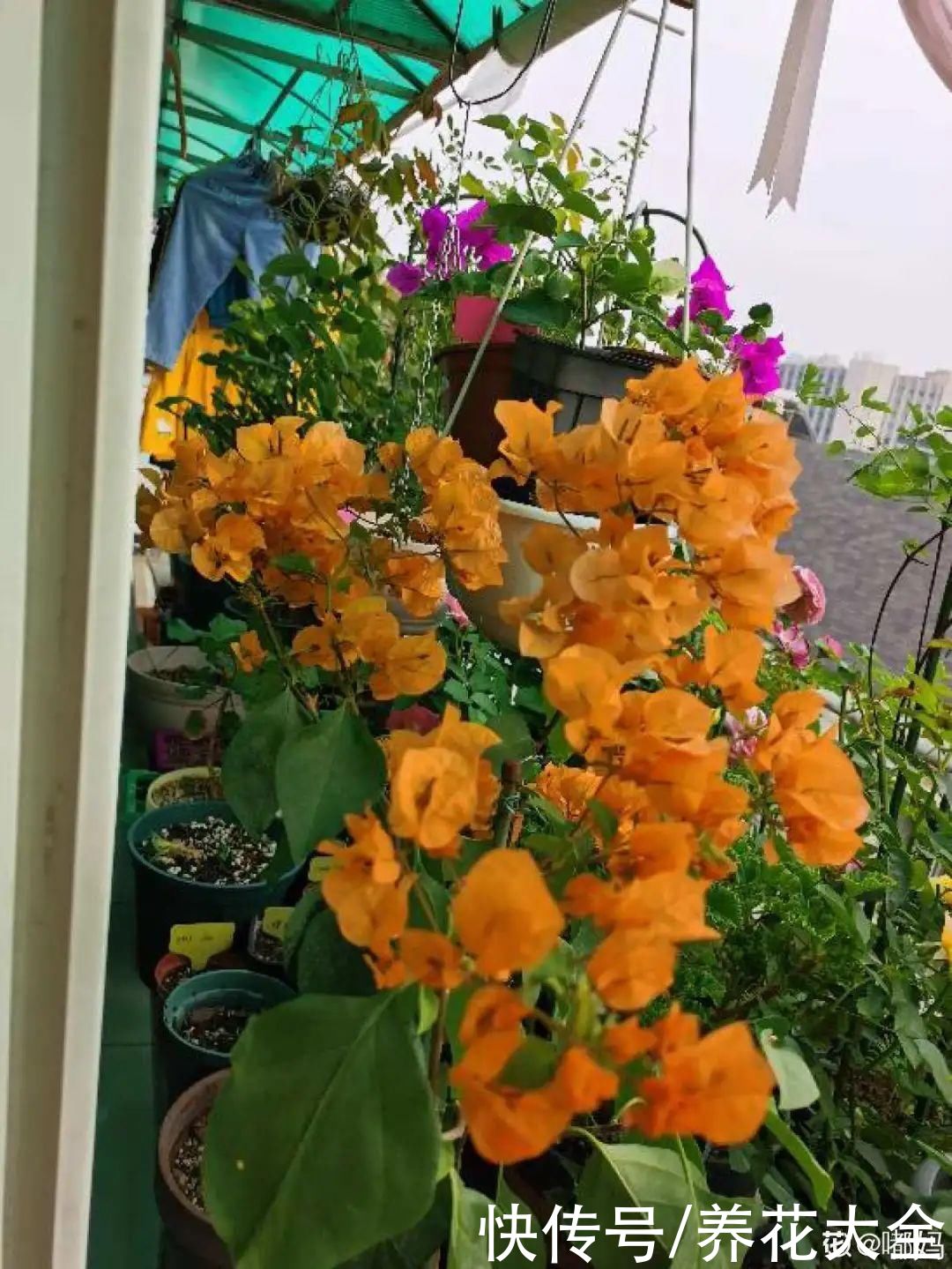 在家养盆“爆花战斗机”，只需要一盆，能开上百天不歇气