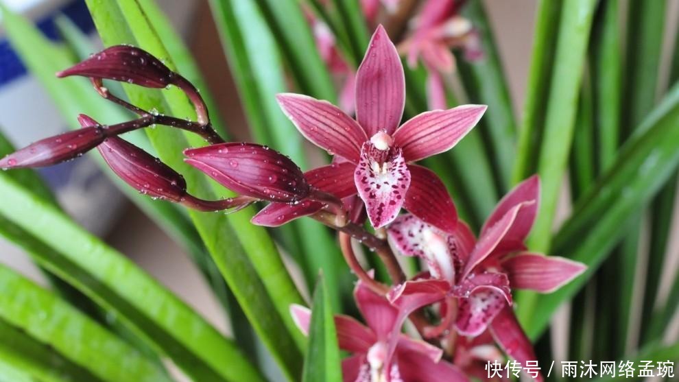 兰花|如何养护墨兰花吗?快来学习一些墨兰的养护技巧吧