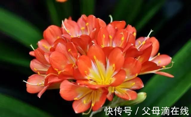 技巧|君子兰种植技巧
