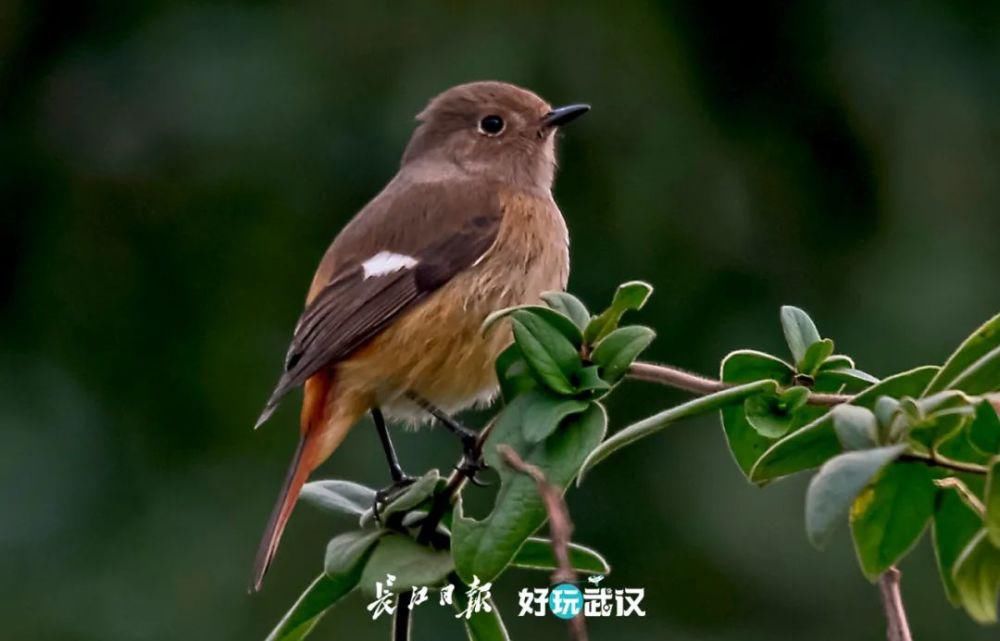 观鸟|在他们的镜头里，我才知道东湖的鸟都是“白富美”