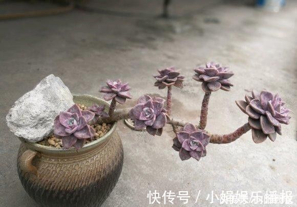 老桩|多肉怎么养出悬崖桩？选对花盆，选对品种，1年养成悬崖老桩