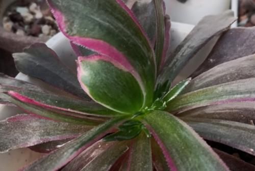 现在北方的多肉可以露养了吗？只要温度达到要求，就可以放心露养