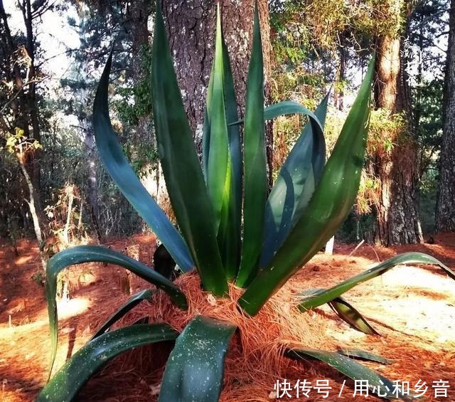 原以为龙舌兰是小家碧玉,没想到竟然可以长这么高!