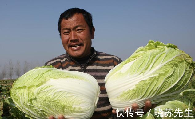 大白菜有青绿叶和黄白叶两种,哪种更好吃?哪种更不容易烂?