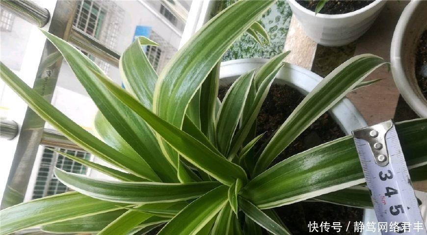 吊兰|养吊兰,一年四季只用2招,叶片3厘米宽,叶片长得又密又绿!