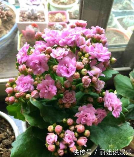 11月后养长寿花,2种花肥不能再用了,不然今年不开花,白养了