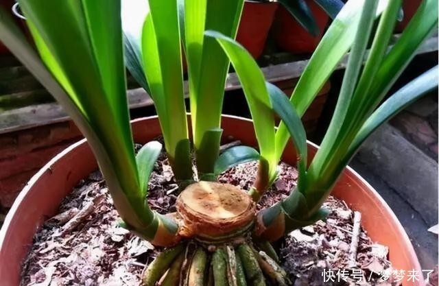 花箭|君子兰一个花箭“孤零零”?搞个小破坏,挤出壮观的“大群兰”