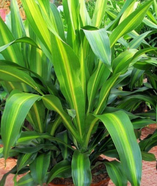 养花就养4种花,家里养1盆,添绿意清空气,格调品味高!