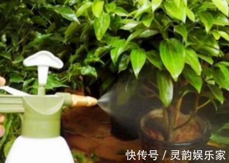 浇花|用2种“过期药”，泡水去浇花，土壤几年不板结，养啥都旺！